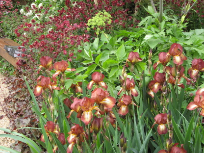 Chelsea Flower Show